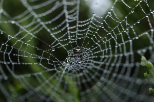 spider_web_piccola